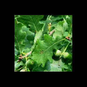 Little acorns create our stunning oak floors